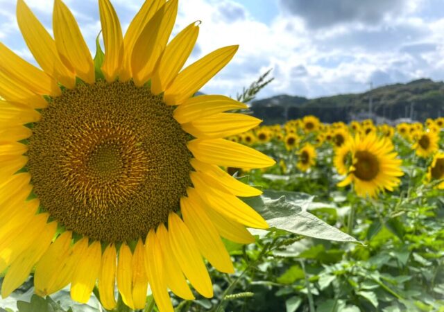 8月がスタート❀