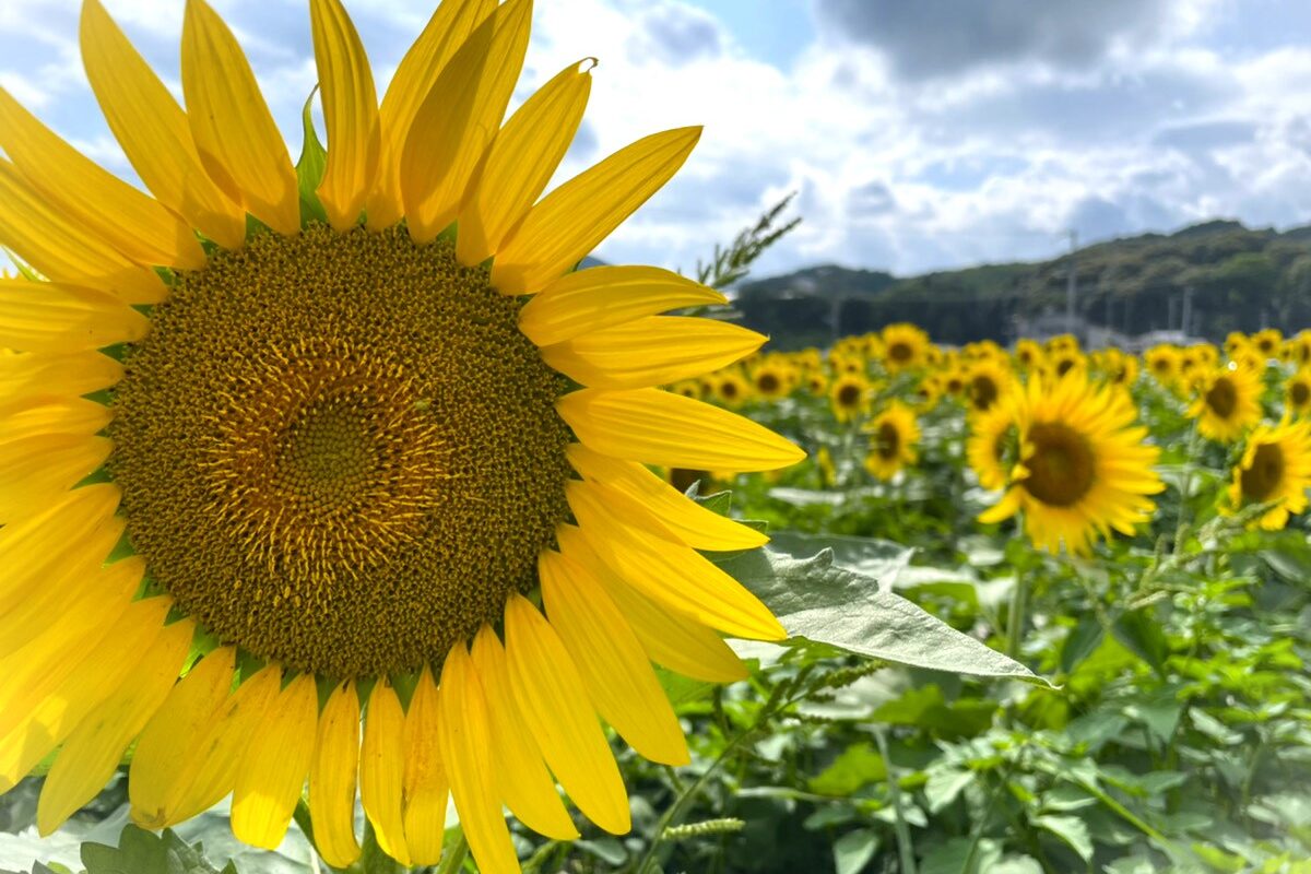 8月がスタート❀