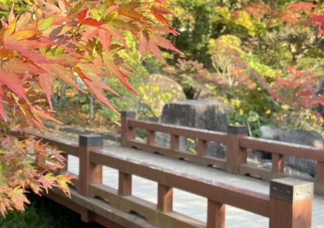 秋を感じに…🍁