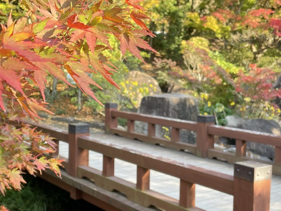 秋を感じに…🍁